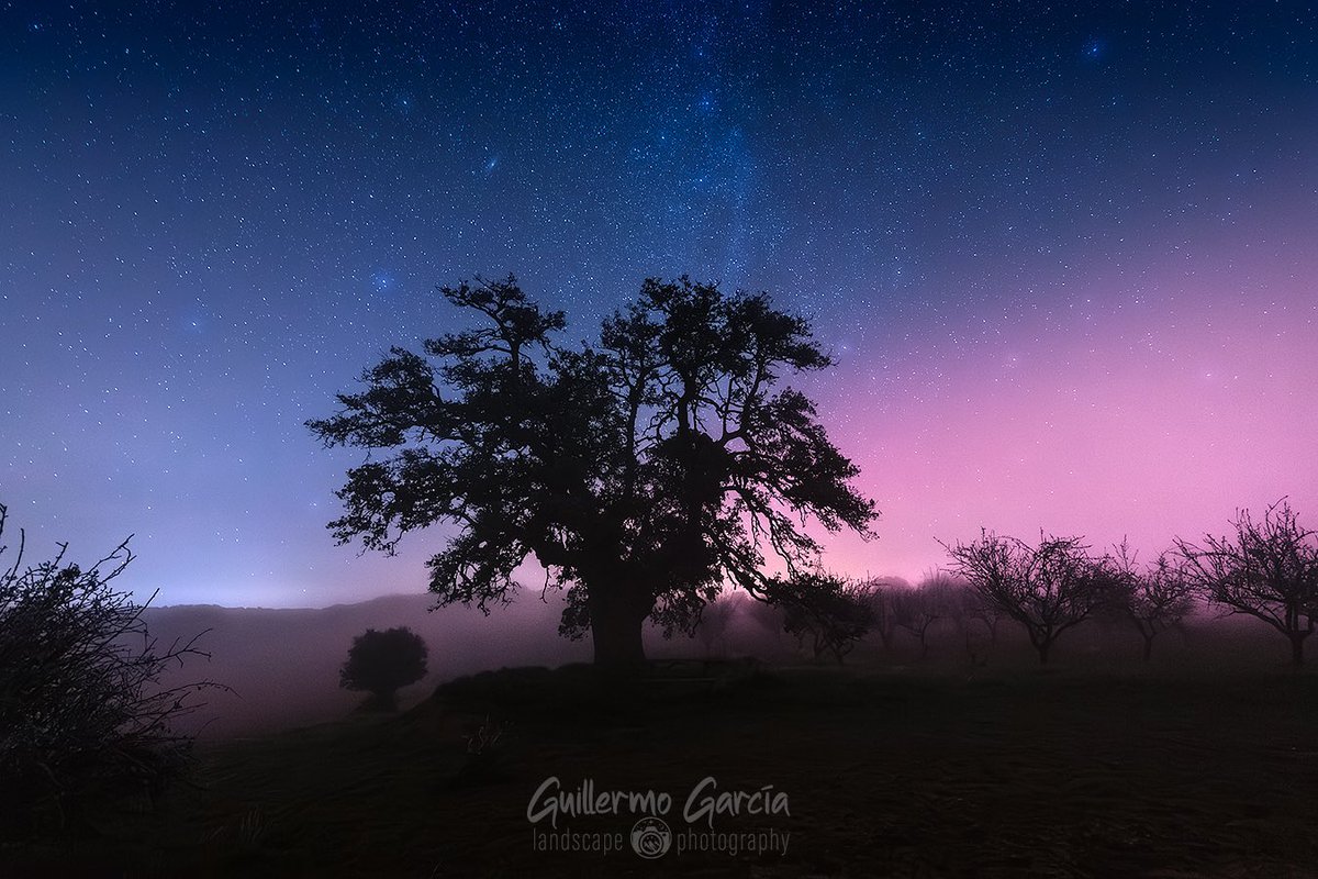 Carrasca centenaria de Lituénigo bajo estrellas, nieblas y Arco SAR (Stable Auroral Red Arch) en la noche de año nuevo #Moncayo #auroraboreal #Stableauroralredarch