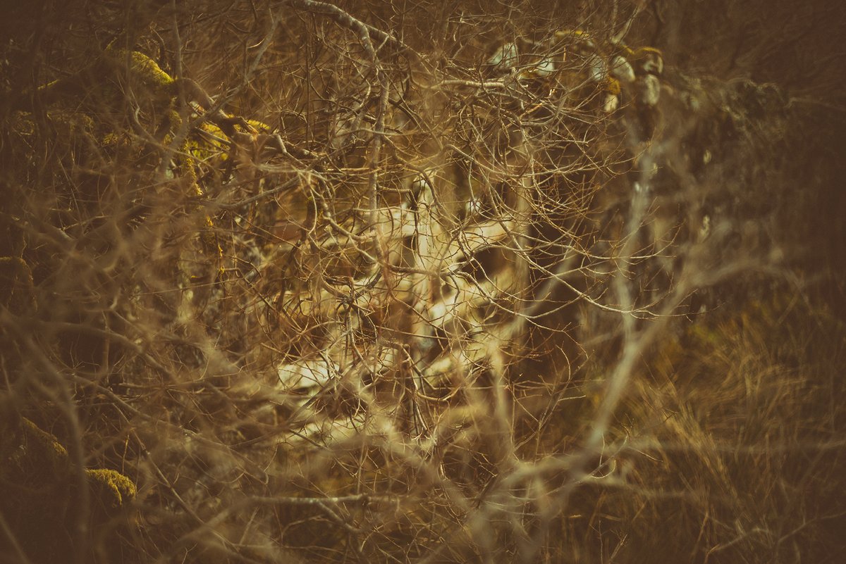 More #Abstract &amp; #Arty 😜
From our walk on Saturday ... more colours and textures from #Dartmoor 💚📷