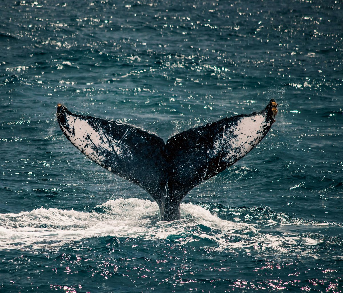 Incredible visitors are here 🐋
Have you seen them?

#loscabos #whale #cabo #experiences #whalewatching
