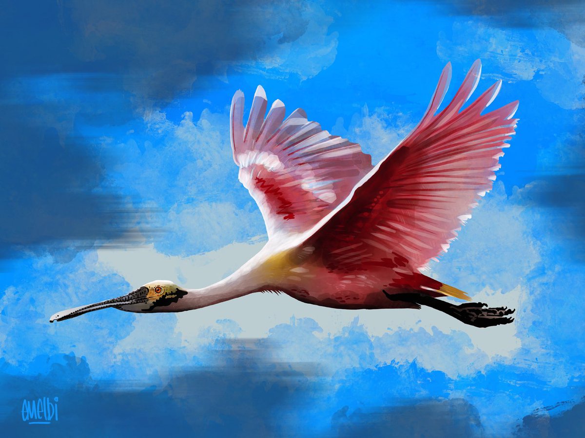 Roseate Spoonbill. My image for day twenty seven of #birbfest2025 #procreate #procreateartist #birdart  #birbfest #roseatespoonbill