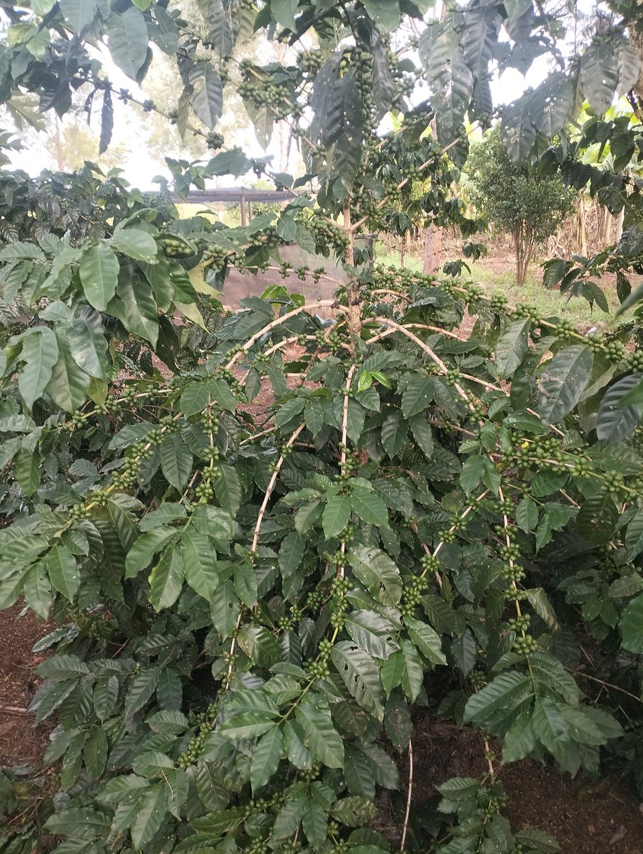 AgronomistKAMI's tweet photo. Always happy to be engaged in this industry, direct involvement in productions at my own farm but also taking time to advise farmers on the best production practices of this amazing Crops give me confidence of not regreting my decision to choose this profession . https://t.co/b3rUsD1yV7