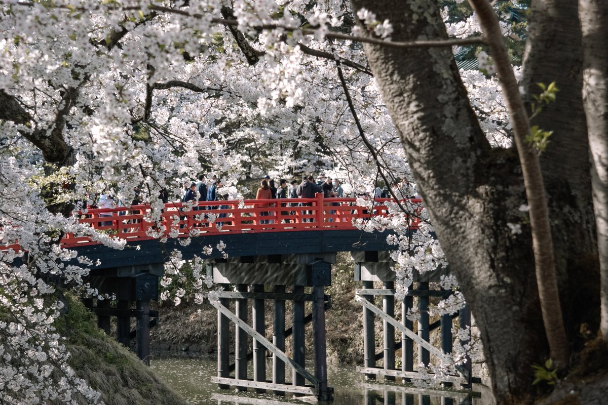 _kayleaaaa's tweet photo. 📍 Hirosaki Castle https://t.co/8ksQwC9J6M