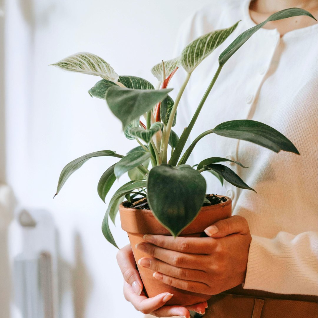 🌱 We gaan deze week starten het eerste WhatsApp groepje van jongeren die zich aangemeld hebben voor Plant a friend. 💚Een initiatief dat jongeren verbindt en nieuwe vriendschappen laat bloeien, met hulp van een vrijwillige host. 🌿 #vriendschap #jongeren #middendelfland