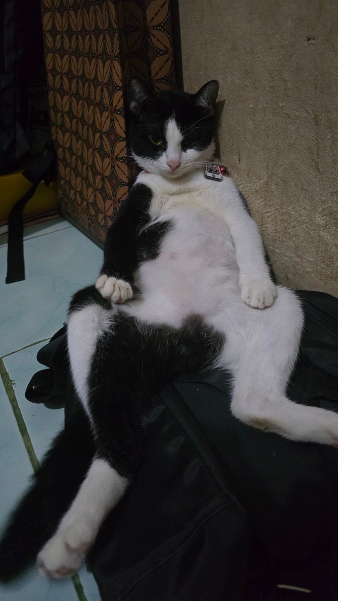 claisenschmidt's tweet photo. The Cat                       The Owner https://t.co/rbWLGvBEac