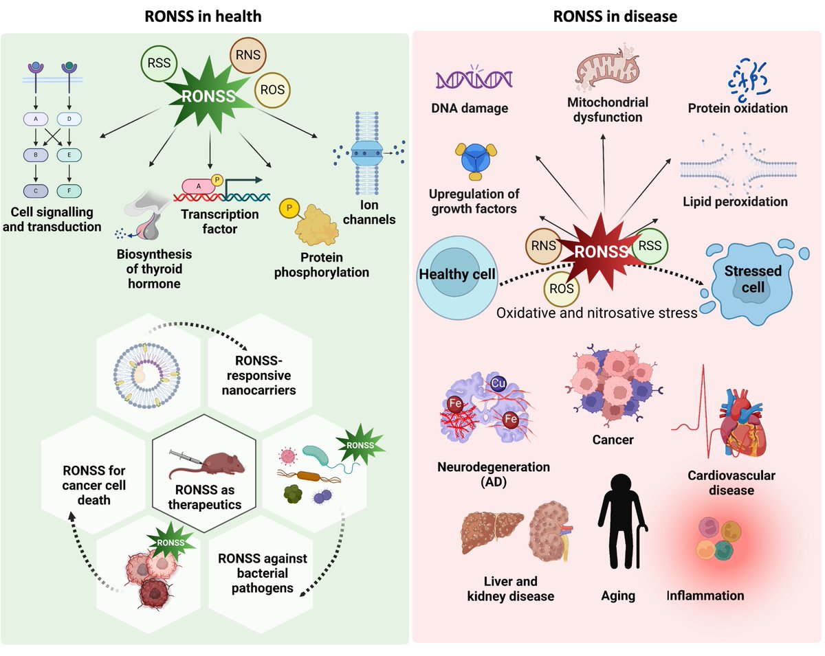 The dichotomy of reactive oxygen, nitrogen, and sulfur species (RONSS). Detection strategies and therapeutic interventions. #rsc_chembio #RoySocChem #TgrLab #jncasr #neurodegeneration #aging #inflammation #cancer
pubs.rsc.org/en/content/art…