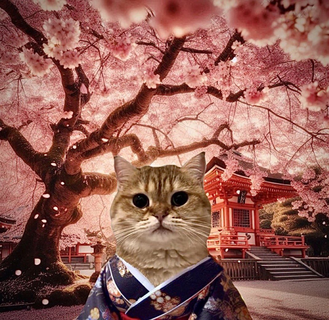 Topshottta777's tweet photo. @Soka_Data $COK  (1y 2mo 5days old) the first cat on sol
created from the $wif team
wintermute is the biggest holder
$COK started cats szn
$COK is on a mission to 69B then uranus 
put the kimono on @Soka_Data join $COK mission 
@catownkimono 
😻👘 https://t.co/KlwJGIrYGD