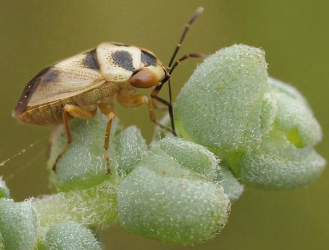 Estrenamos el Volumen 49 (1-2) con la nota 

Notas sobre Geocoris (Geocoris) collaris Puton, 1878 (Hemiptera, Heteroptera, Geocoridae)

Consulta o descarga en: entomologica.es/publicaciones-…