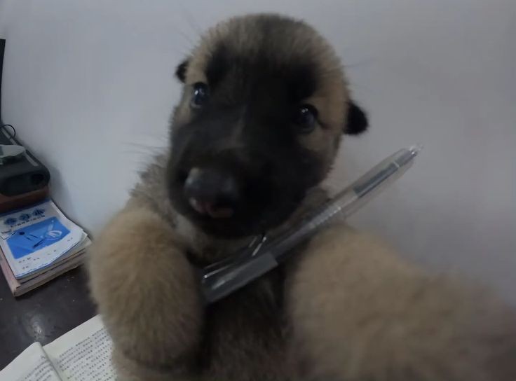 Quem não chora não mama.

Se o <a href="/RedBullBraga/">Red Bull Bragantino</a> quiser gravar um conteúdo sobre a história de um brasileiro apaixonado por Jurgen Klopp, e que fez uma viagem maluca pra Liverpool apenas para ver o time do Klopp jogar, estou aqui.