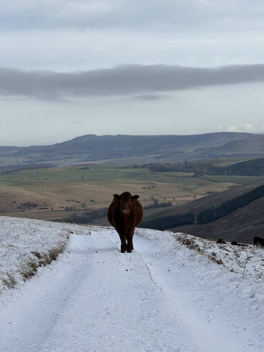 I heart cows <a href="/Alnhamfarming/">George Sordy & Sons</a> heading your way!