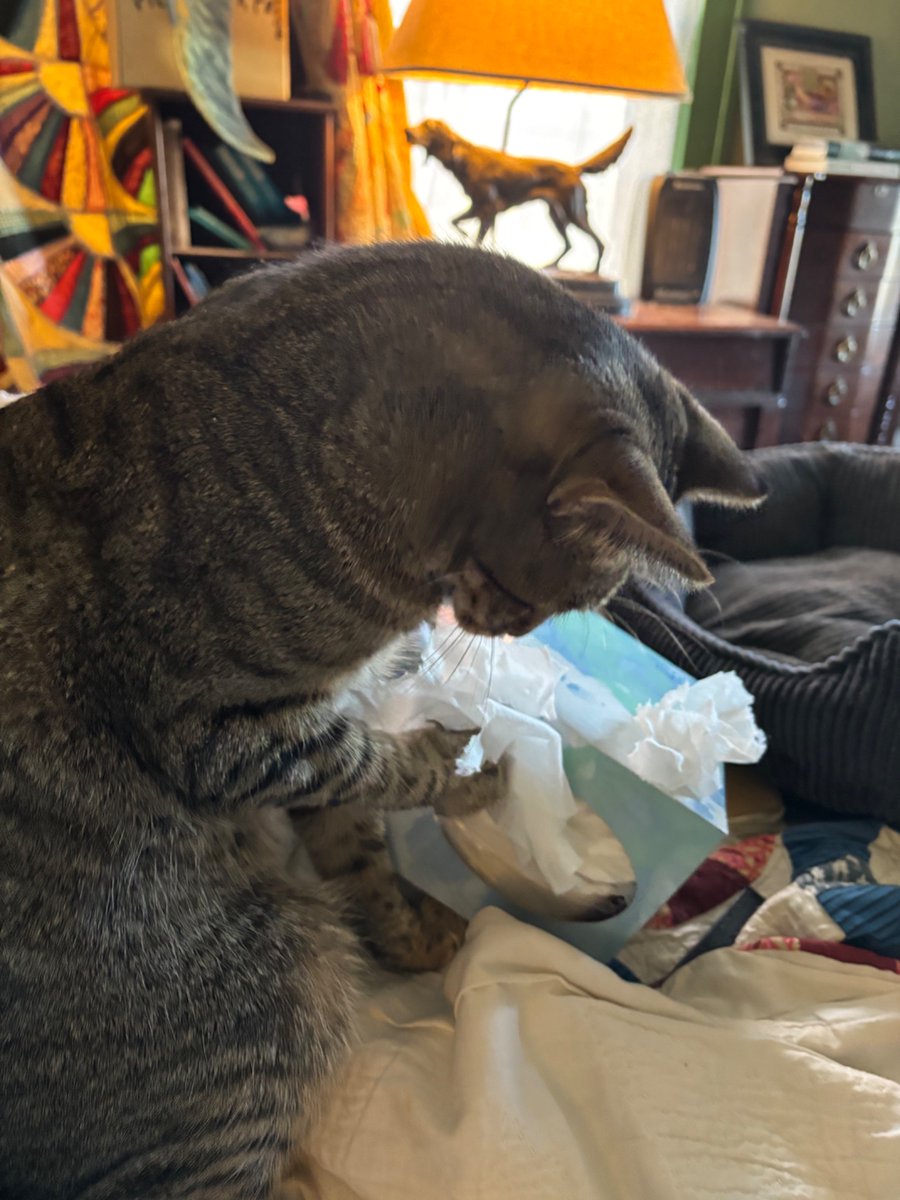 Lee_in_Iowa's tweet photo. #FinnAgain, as a young adult but still a kitten, has not stopped loving his @Puffs tissues. 

Alt text: big tabby cat pulls tissues from a PuffsPlus box to eat and shred. https://t.co/VK83Hom8XY