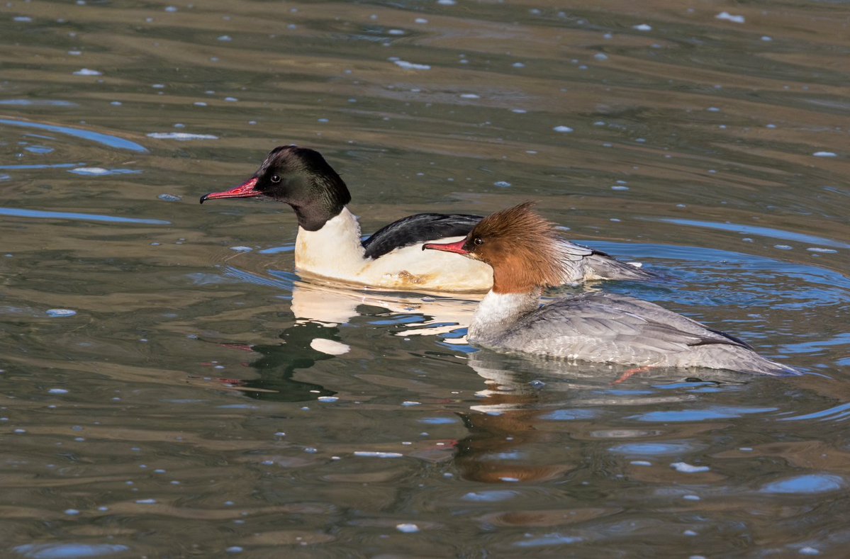 #WildlifeWednesday: The Goosander (Mergus merganser) is an elegant diving duck often called the “sawbill” due to its sharp, serrated beak.

Winter visitors to lakes and rivers in the UK, the males have greenish-black heads and females have rusty-red crests.

📸 Andyworks