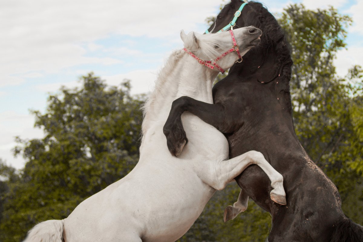 FCollars's tweet photo. I'll always have your back- Everyone deserves this kind of friendship. β€οΈ
#friendshipcollar #style #fashion #friendshipcollarequine #equine #equinephotography #horse #horseriding #horses #horselove #equinelife #pony #love #friendship #lifestyle #explorepage #fyp #mare #pony https://t.co/jlVZb5WDr1