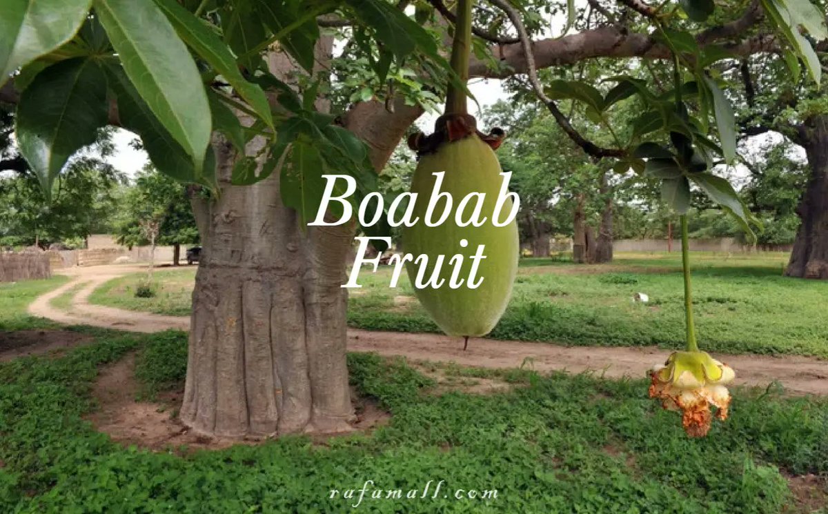 rafamall's tweet photo. ☘️ Baobab Fruit (Adansonia digitata)
Known as “the Tree of Life,” baobab fruit is rich in vitamin C, providing up to 10 times more than oranges.

☘️It’s also packed with antioxidants, fiber, and minerals like calcium and potassium
#baobabtree #vitaminc 
#healthiswealth #boabab https://t.co/TeHwbNx2BH