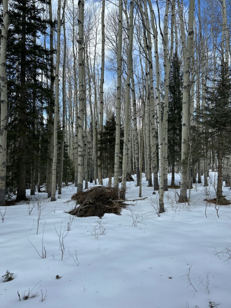 The Pagosa District will be burning 45 acres of piles today at Quartz Creek. These hand-built piles are a result of shaded fuel break construction along Forest Road 684 during the 2023 Quartz Ridge Fire. Smoke may be visible from the town of Pagosa Springs and the US 84 corridor.