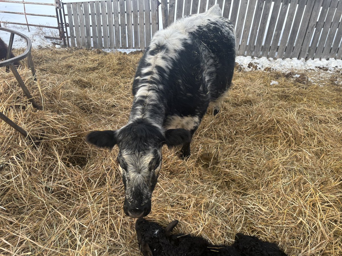Another new one on the ground. One of our daughter’s 4-H cows had a big black bull calf this morning. Nice morning at only -3 Celsius so they can stay outside