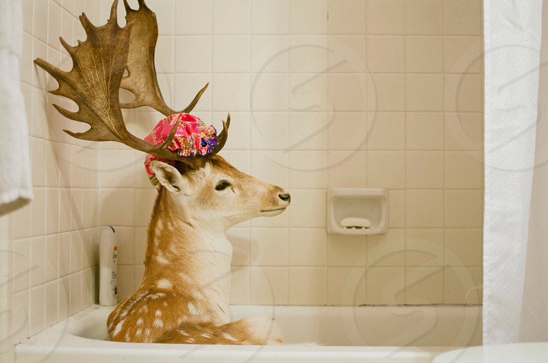 Deerposts (@deerpostss) on Twitter photo 