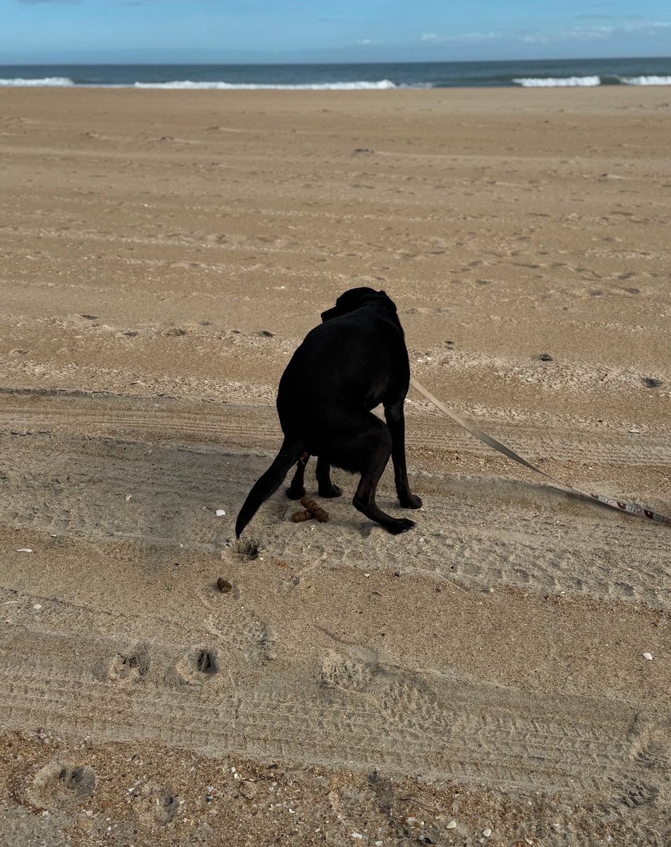 "The essence of speed lies not in haste but in efficiency." - Bruce Lee

#poopingpooches #germanshepherd #brucelee #weinerdog #beagle #frenchbulldog #doodle