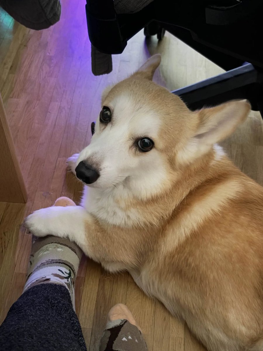 set a reminder for our reveal trailer for this Thursday or else my Corgi will keep me hostage 😨