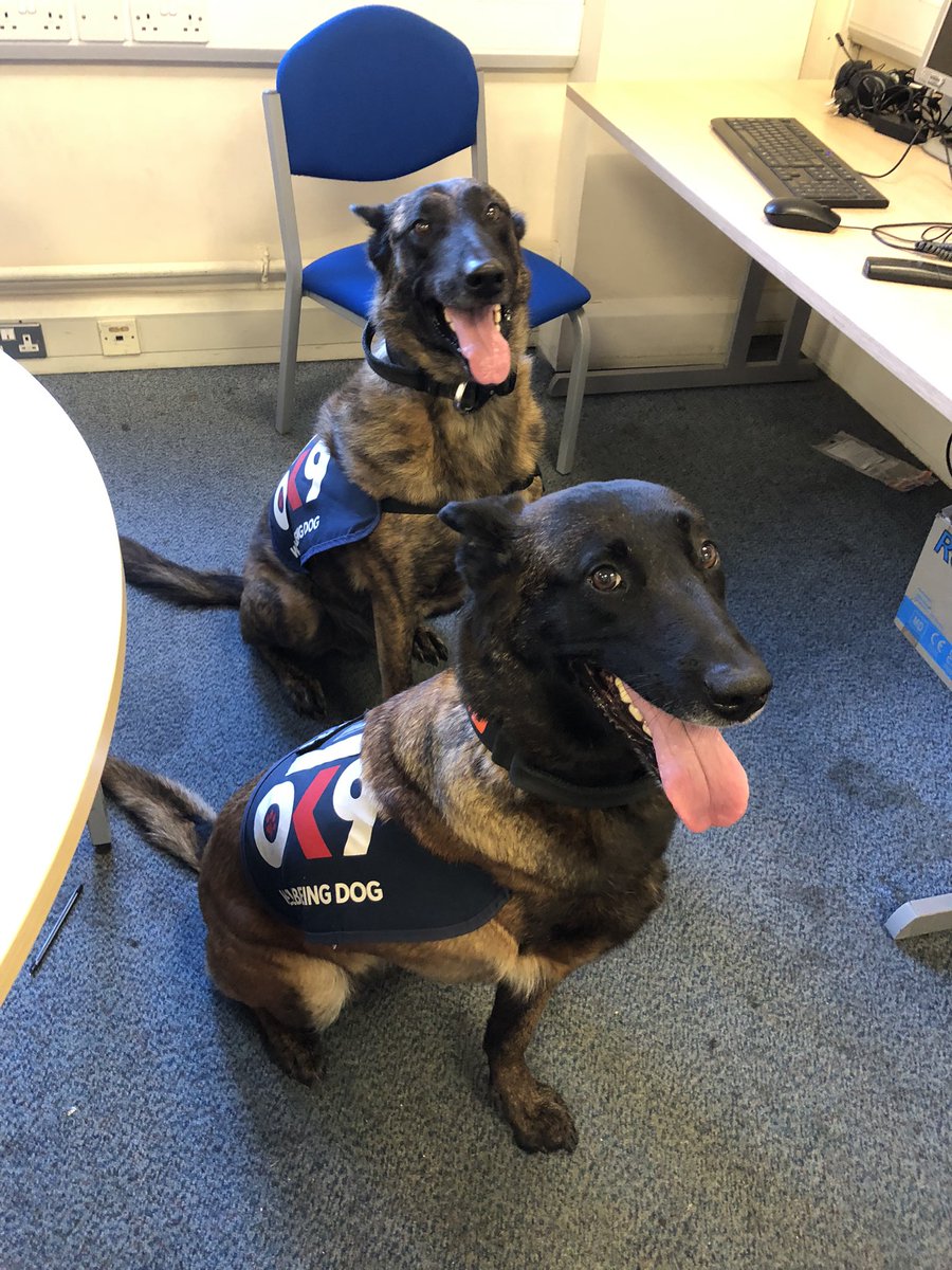 Chappers 🐾🐝 🙋♀️ tweet media