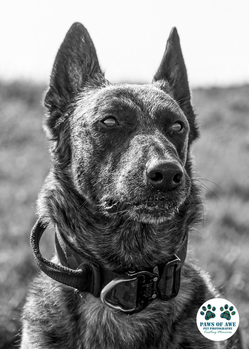 Chappers 🐾🐝 🙋♀️ tweet media