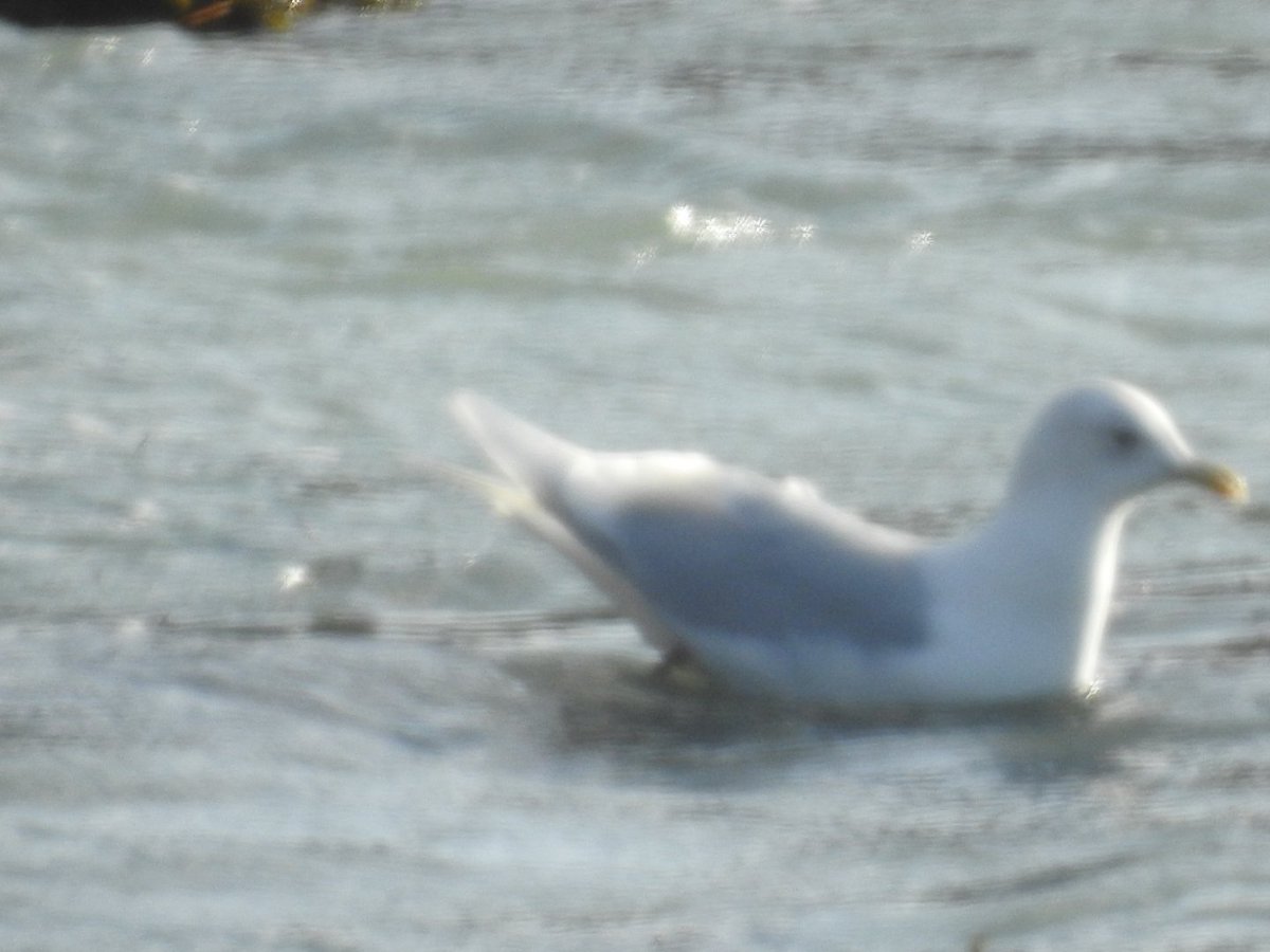 Mary Cadogan (@marycadogan1) on Twitter photo ICELAND GULL CAPE CLEAR. <a href="/BirdWatchIE/">BirdWatch Ireland</a> <a href="/CCBOIE/">Cape Clear Bird Obs</a> <a href="/oliver_geoff/">Geoff Oliver</a> <a href="/SamBayley2/">Sam Bayley</a> <a href="/tulkkina/">PalomaB</a> ICELAND GULL CAPE CLEAR. <a href="/BirdWatchIE/">BirdWatch Ireland</a> <a href="/CCBOIE/">Cape Clear Bird Obs</a> <a href="/oliver_geoff/">Geoff Oliver</a> <a href="/SamBayley2/">Sam Bayley</a> <a href="/tulkkina/">PalomaB</a>