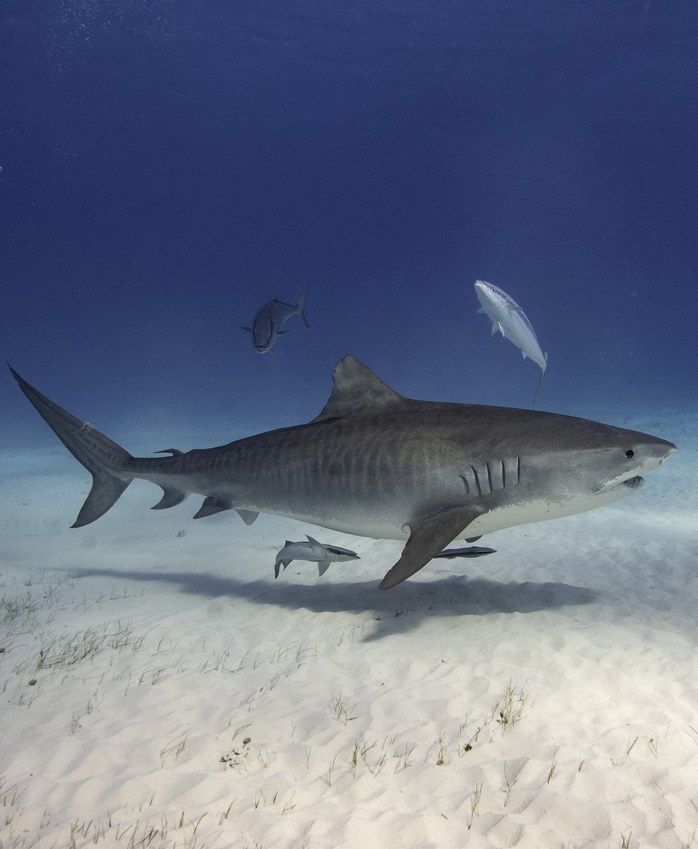 #TigerSharkTuesday

📷️ @biminisharkgirl 

Download our coloring activity packet featuring Joker 

sharks4kids.com/shark-coloring…