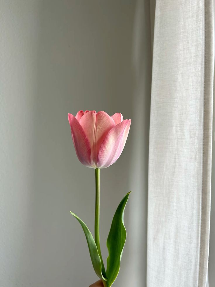 XLIX_409's tweet photo. tulips 🌷 https://t.co/NlH6h0120g