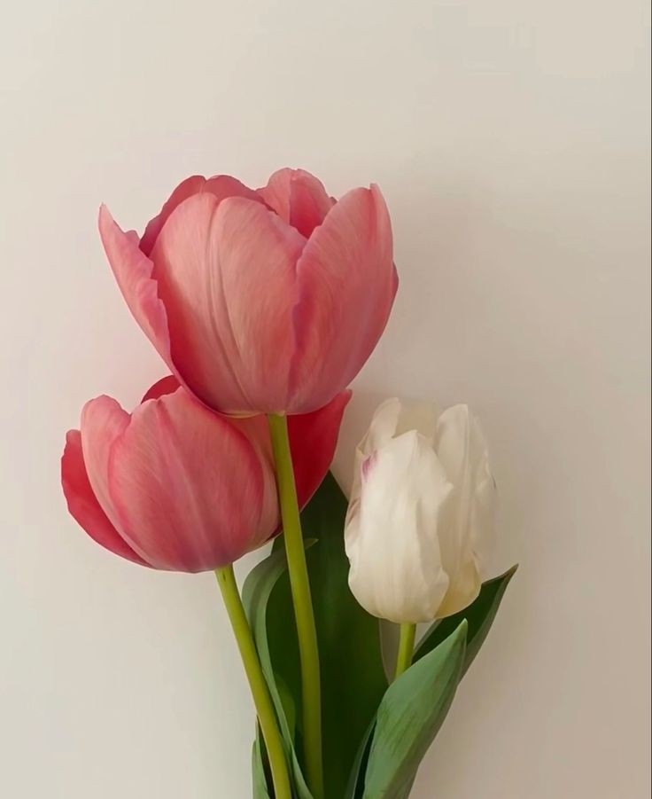 XLIX_409's tweet photo. tulips 🌷 https://t.co/NlH6h0120g
