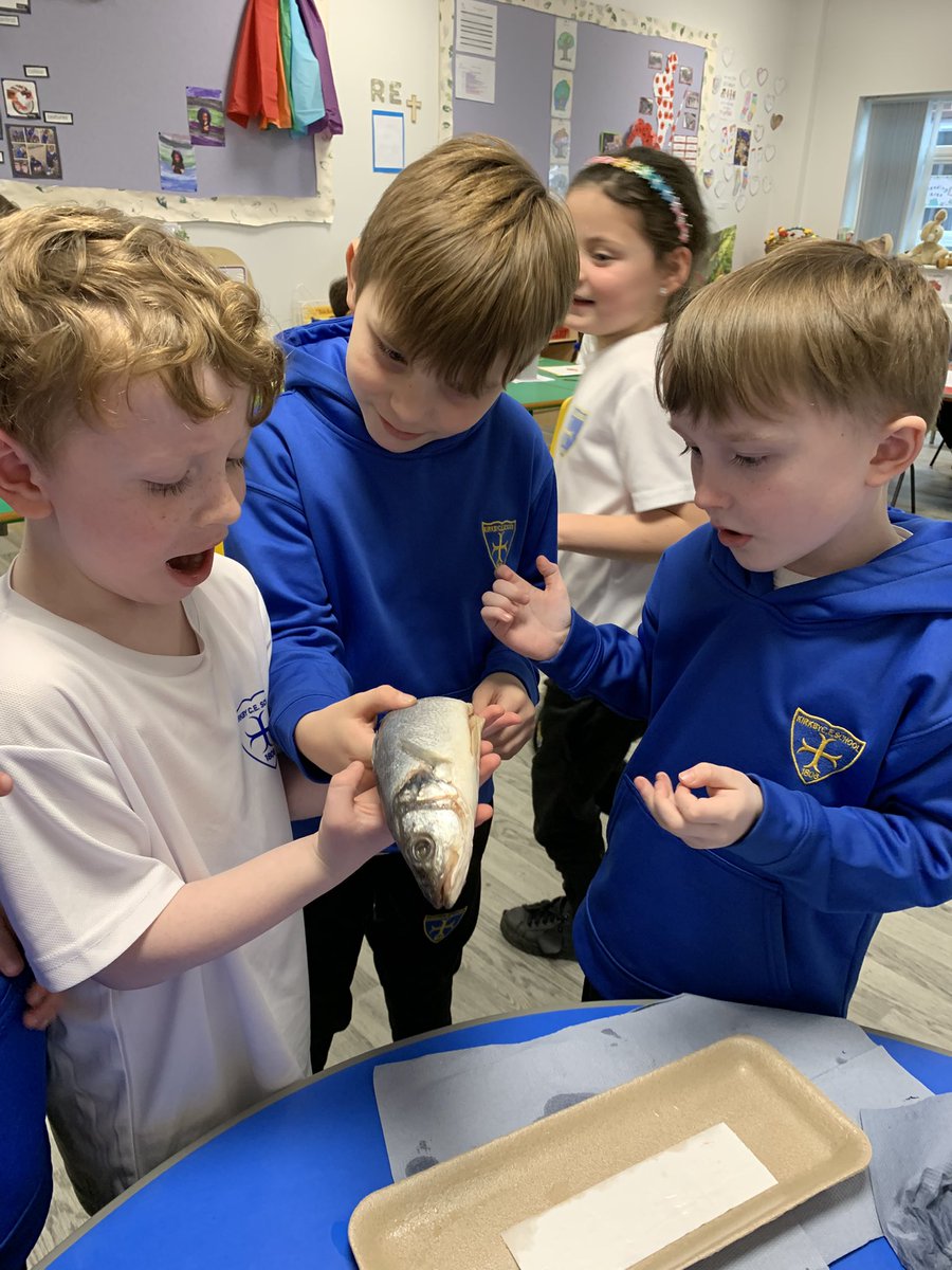 KCEclasses123's tweet photo. Elm class learning about the features of a fish #whiterosescience #animalgroups https://t.co/LjxIcqzo4D