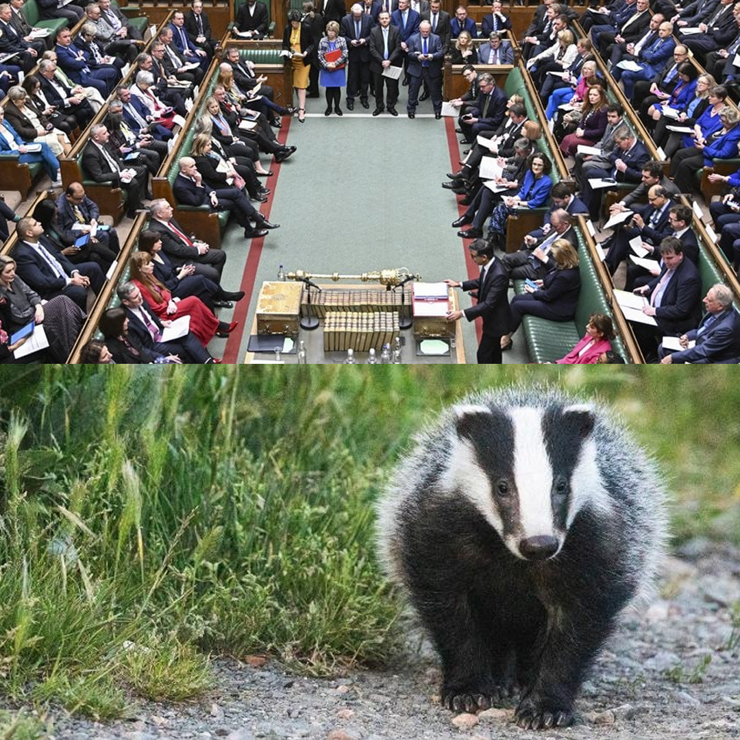 This isn’t just about badgers—it’s about standing up for science, compassion, and common sense. 
The badger cull is a failed policy that needs to end. If we reach 100,000 signatures, Parliament will have to consider it. 

Sign and share now!
petition.parliament.uk/petitions/7003…