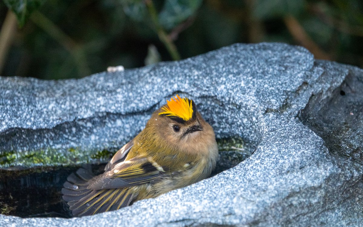 razorr69's tweet photo. Gotta love a Goldcrest! https://t.co/AxMnd0tWcg