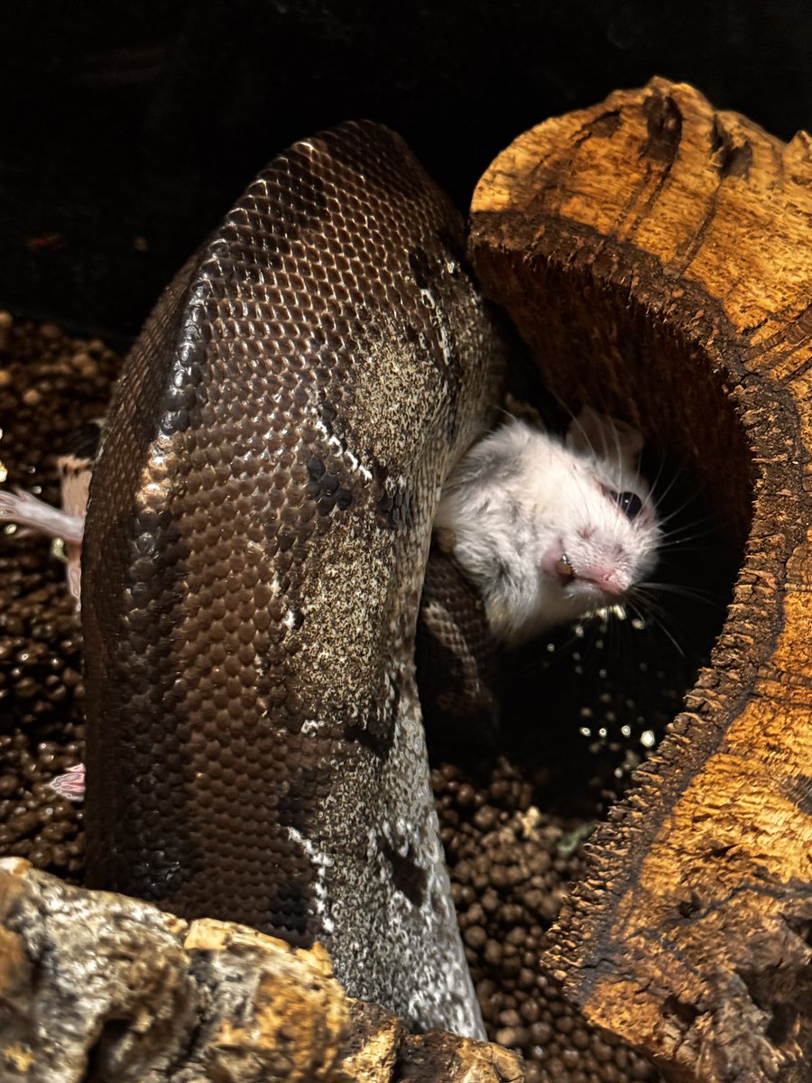 kurohyou_reopp's tweet image. 🐀⸒⸒🐍

#ブラッドパイソン
#Pythonbrongersmai 

@GROWING0429OPEN