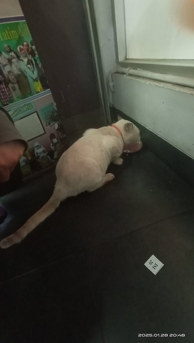 𝐏𝐬𝐲𝐠𝐨𝐝𝐞𝐥𝐢𝐜 ↯ tweet media