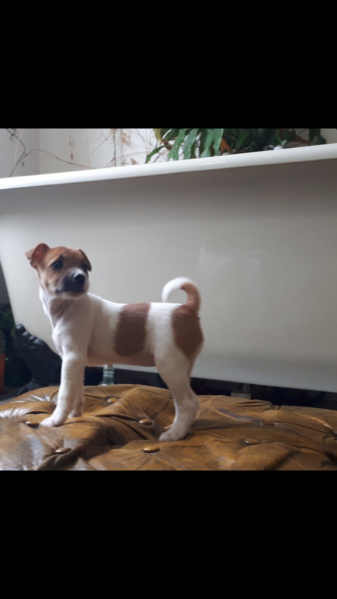 JJeBFARM's tweet photo. @ForeverPuppyLtd  Parson  jack russell puppy for sale 950£ 1 female left , pls check forever puppy for further details. Ready to go now. https://t.co/kQE5fYVaOp