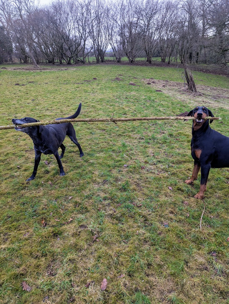 NotBadForHerAge's tweet photo. Anyone up for high jump or limbo? I can't guarantee that the stick will stay steady for long....๐
๐
#dogshavingfun https://t.co/lRiojHDl1g