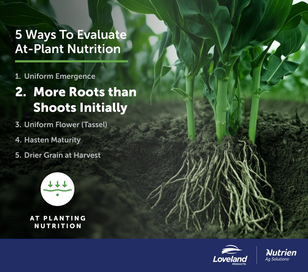 growloveland's tweet photo. Ensure more roots than shoots initially for robust, resilient crops! Early root development is key for optimal water and nutrient uptake, fostering vigorous growth and high yields. Give your crops the best start this season! 🌱 #Agriculture #Farming #HighYield #RootDevelopment https://t.co/xxKqx9ny4X