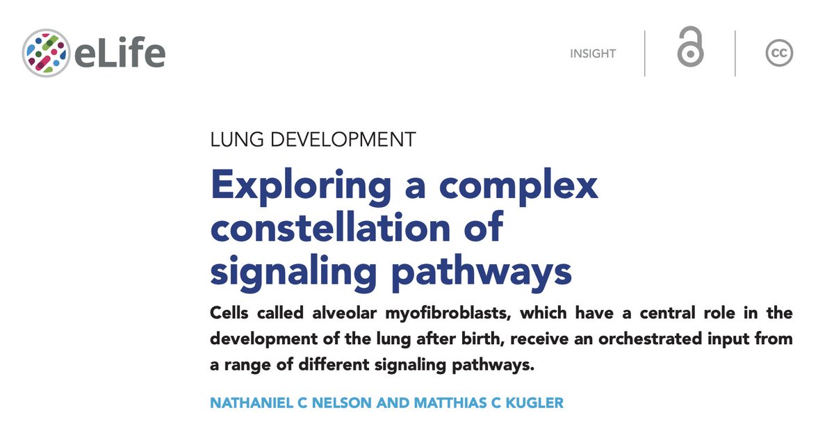 Drs. Nelson &amp; Kugler describe the range of signaling pathways that interact with alveolar myofibroblasts in this editorial. 🫁💡

🔓 bit.ly/4jlel7e
#Lung #Lungdevelopment #Pulmonology #PCCM #MedEd