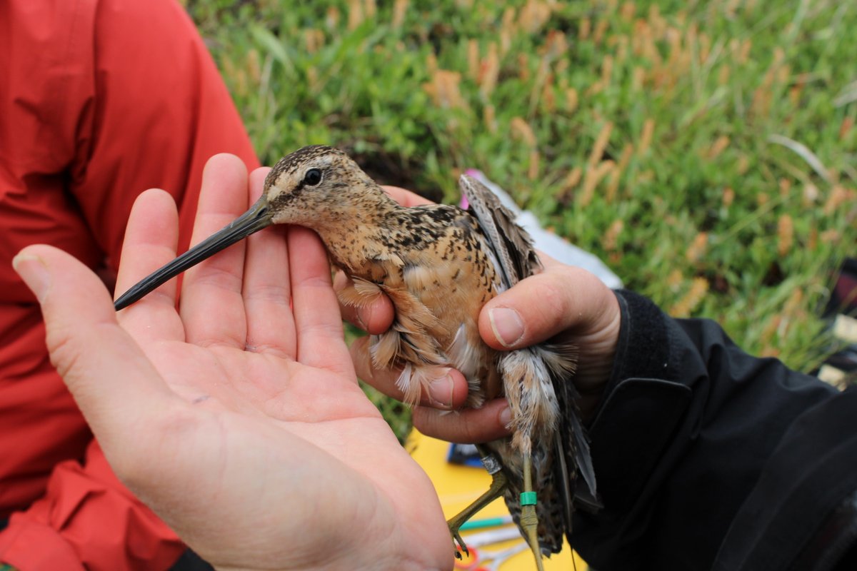 anyone know of small (~$500 - $2k) grants that fund interdisciplinary projects in art &amp; field ecology / ornithology? I have two projects in mind: an exhibit on bird-window strikes at UMASS and a short film on shorebird migration in Alaska. 

this is a long-billed dowitcher 4 fun