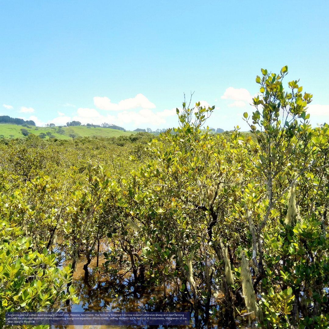 IUCN (@iucn) on Twitter photo 🌊 Mangroves are lifelines for coastal communities and #biodiversity. The latest assessment from the <a href="/redlisteco/">Red List of Ecosystems</a> shows the critical need for conservation efforts.
Without #conservation action, around 7,065 km2 of mangroves will be lost.
Read More🔗buff.ly/3UUY9hx 🌊 Mangroves are lifelines for coastal communities and #biodiversity. The latest assessment from the <a href="/redlisteco/">Red List of Ecosystems</a> shows the critical need for conservation efforts.
Without #conservation action, around 7,065 km2 of mangroves will be lost.
Read More🔗buff.ly/3UUY9hx