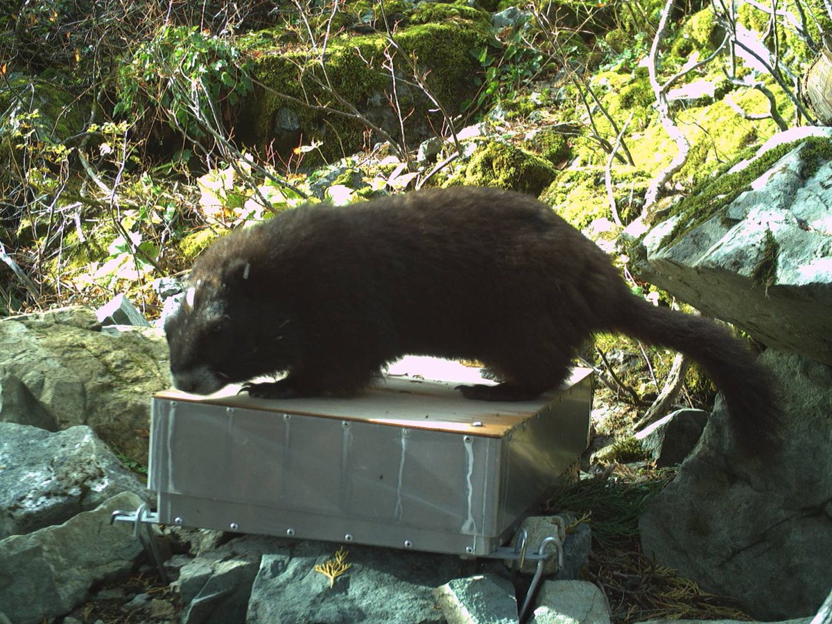 Wilder Institute (@wilderinstitute) on Twitter photo Big steps for small marmots! Thanks to a partnership with Vancouver Island University, we now have a remote weigh scale to monitor wild marmot weights. This tech reduces stress and helps gather data to support the recovery of this Critically Endangered species! <a href="/MarmotRecovery/">Marmot Recovery Fdn</a> Big steps for small marmots! Thanks to a partnership with Vancouver Island University, we now have a remote weigh scale to monitor wild marmot weights. This tech reduces stress and helps gather data to support the recovery of this Critically Endangered species! <a href="/MarmotRecovery/">Marmot Recovery Fdn</a>