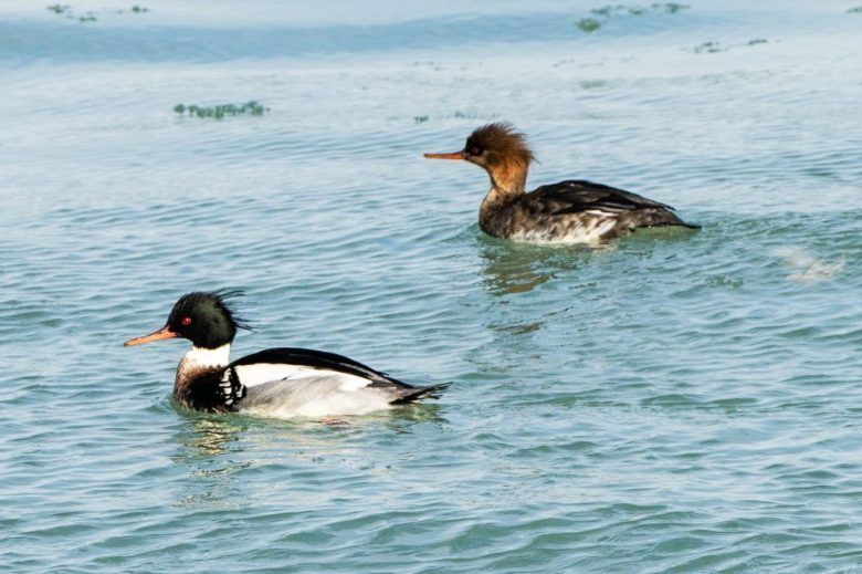 This 27yo is breaking birding records &amp; stereotypes.

Tarik Shahzad recorded 294 different bird species this year, breaking Cook County’s Birding Big Year record. An “obsessive birding hobbyist,” he’s among the many Chicagoans making birding more diverse. buff.ly/3CvmUeX
