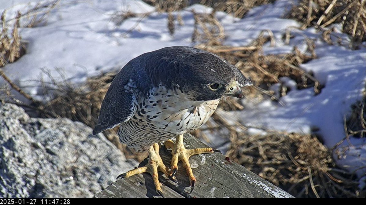 Seavey Island has a beautiful visitor who has a taste for Dovekie 😋