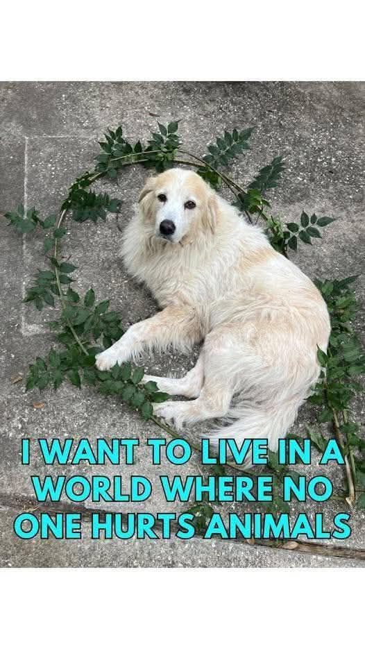 _XDogs's tweet photo. https://t.co/kQEbrLETOV