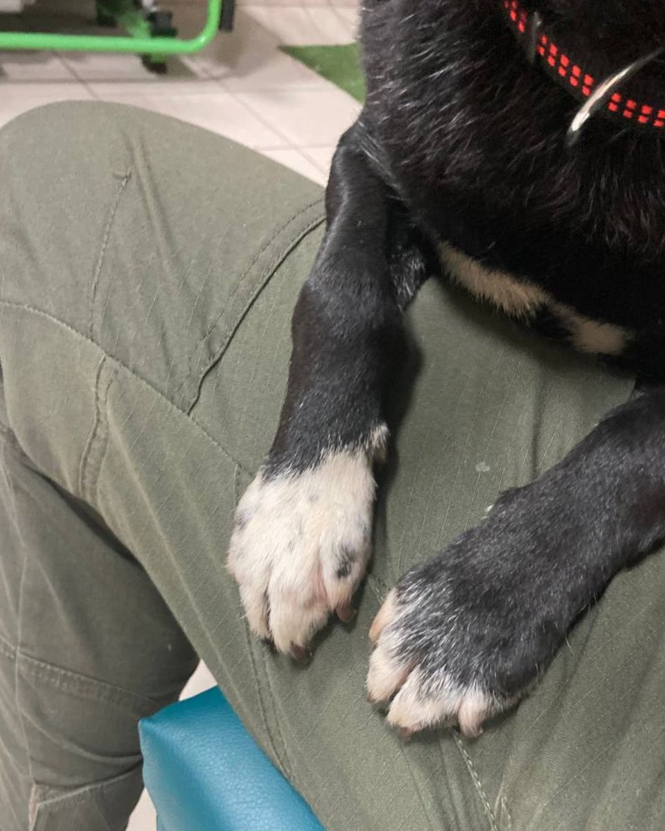 UAnimalsENG's tweet photo. For us, loving animals means:
✔️rescuing them from the front line;
✔️helping sick and injured ones;
✔️feeding the strays;
What does loving animals mean to you? https://t.co/mux5Ws1uw9