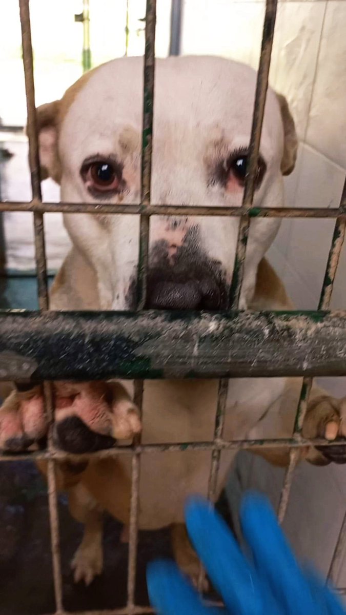 Olga03471239's tweet photo. 🆘️Pancho no puede más se está destrozando las patas en la perrera de la ansiedad  la angustia 
Ha sido abandonado dos veces hasta cuanto puede aguantar un corazón tantas veces roto? 
Tiene unos 5 años y se lleva bien con todo el mundo 
Perrera de Jerez 
652221178 
699 73 13 30 https://t.co/tPE8OJWlyH