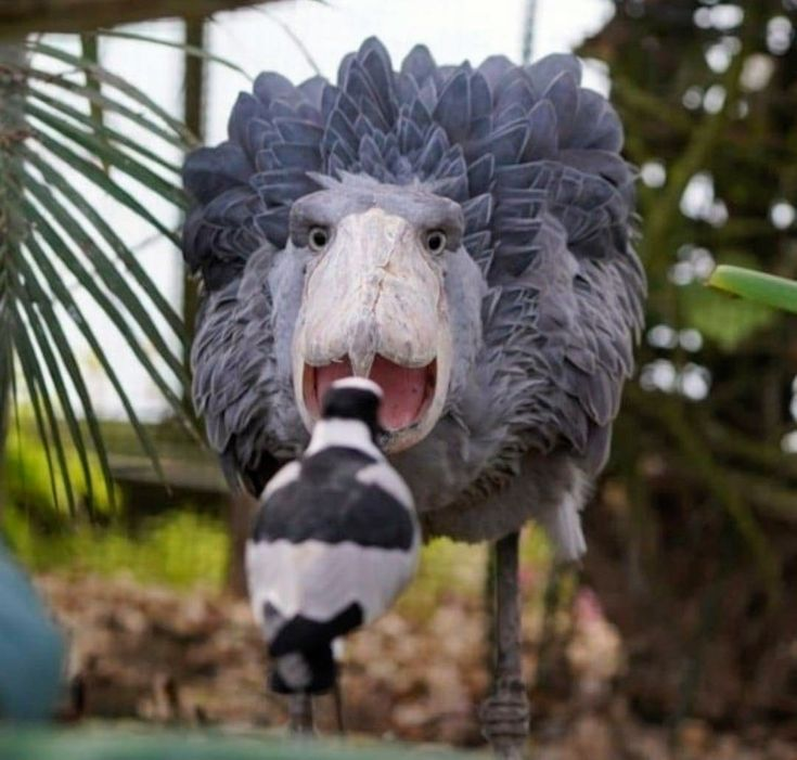 shoebill birdwatcher marveling at small bird with wonderment and whimsy, bafflement