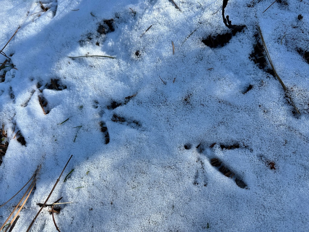 CWF_FCF's tweet image. Have you made an observation for iNaturalist Canada when it's #BelowZero? ❄️📲 Help document winter wildlife tracks and make your observations count: ow.ly/w7pY50UL8Yx

📸 1: dghjertaas | 2: beverlij | 3: darylnolan
#iNaturalistCanada