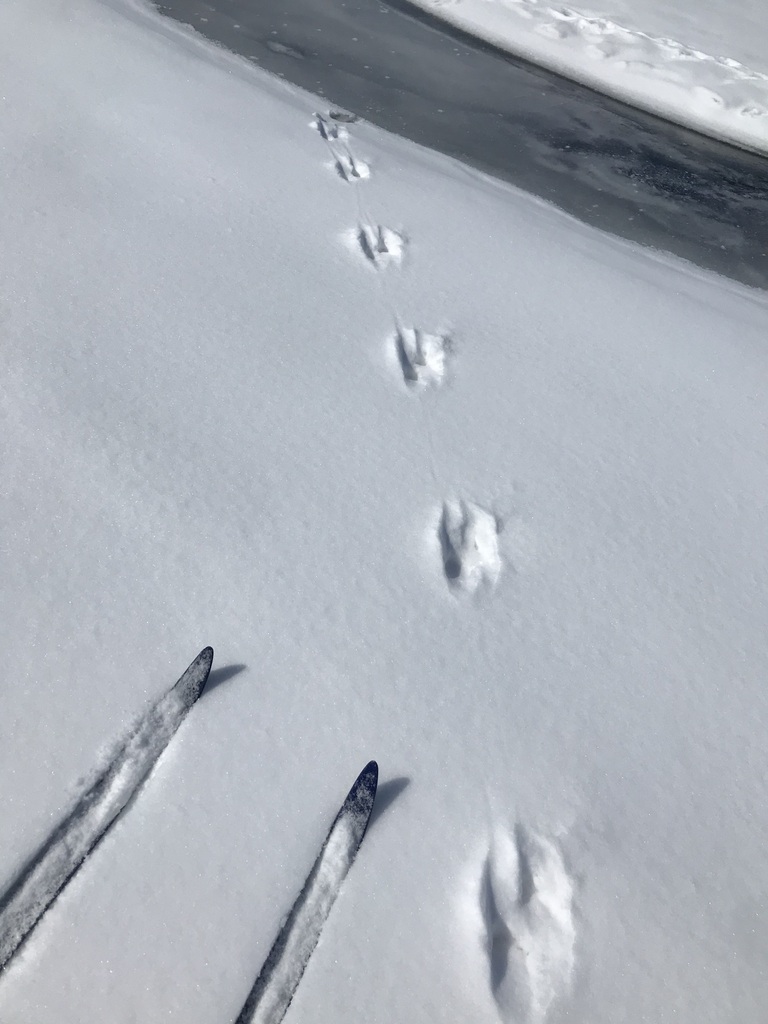CWF_FCF's tweet image. Have you made an observation for iNaturalist Canada when it's #BelowZero? ❄️📲 Help document winter wildlife tracks and make your observations count: ow.ly/w7pY50UL8Yx

📸 1: dghjertaas | 2: beverlij | 3: darylnolan
#iNaturalistCanada