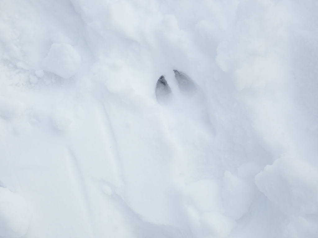 CWF_FCF's tweet image. Have you made an observation for iNaturalist Canada when it's #BelowZero? ❄️📲 Help document winter wildlife tracks and make your observations count: ow.ly/w7pY50UL8Yx

📸 1: dghjertaas | 2: beverlij | 3: darylnolan
#iNaturalistCanada