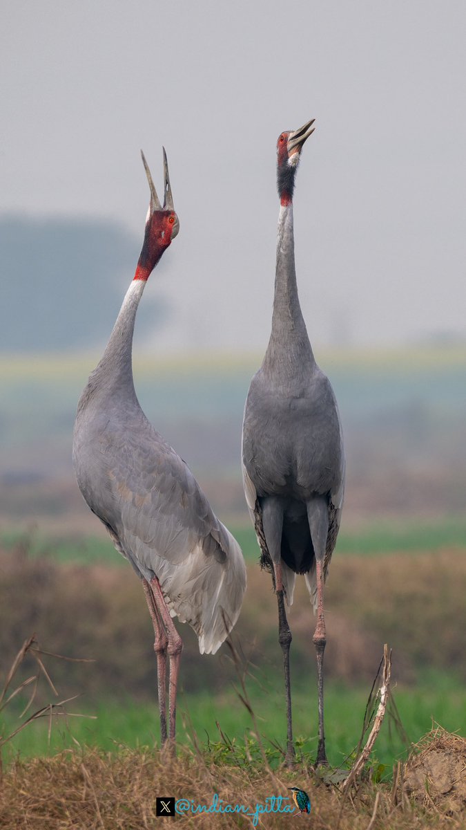 Mohit Mehta tweet media